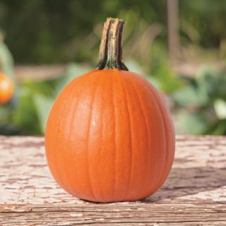 Jack Sprat Pumpkin Thumbnail